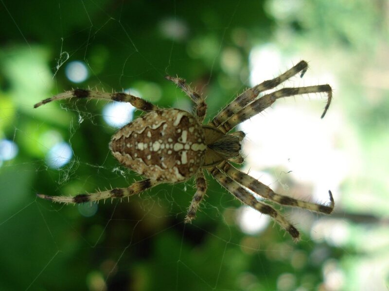 spider on web in forest