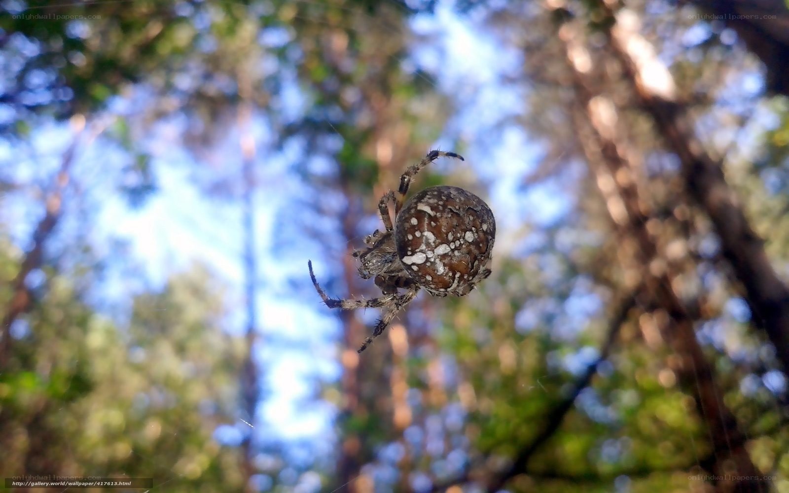 Spider on web in forest