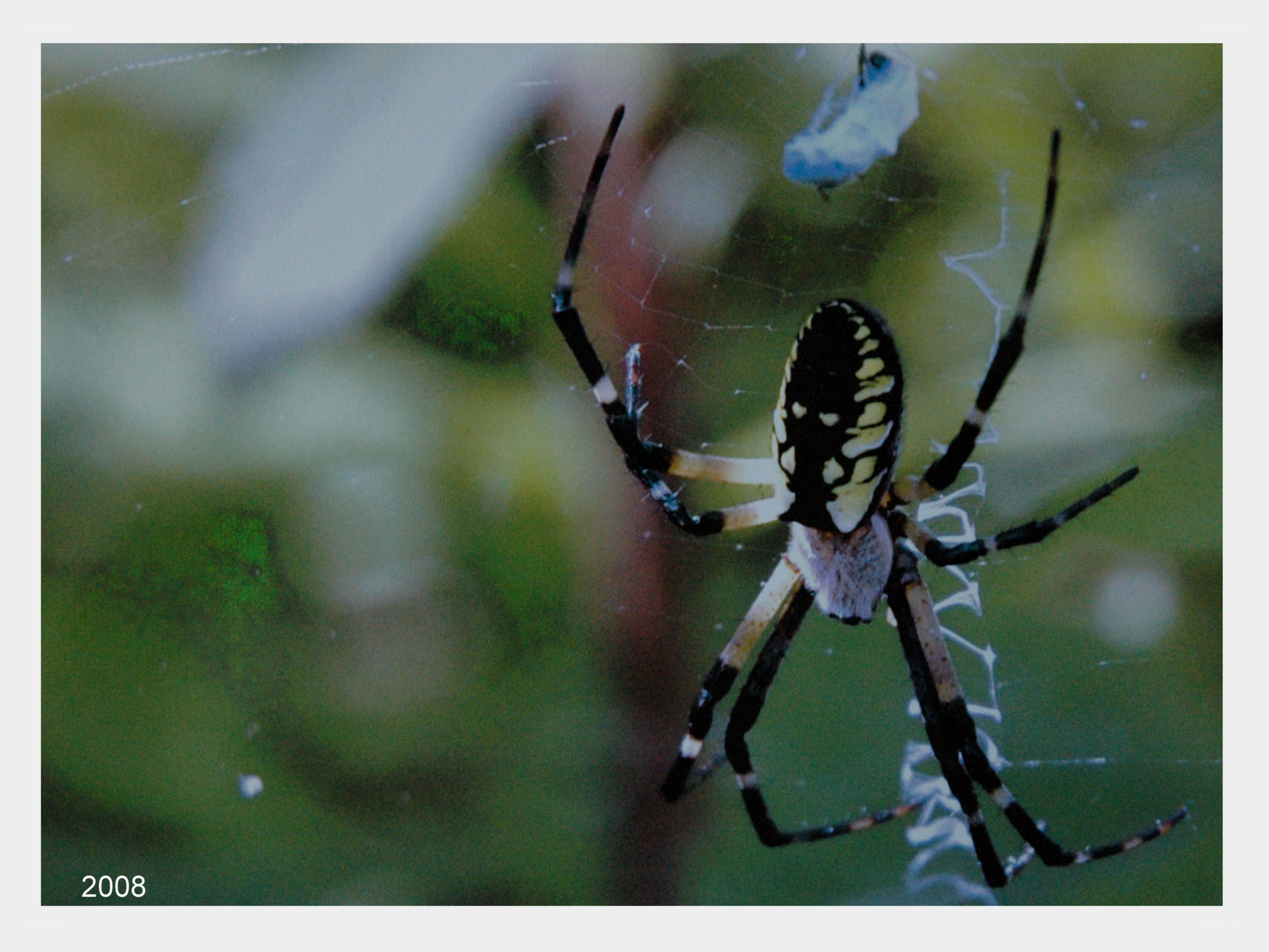 spider on web in garden
