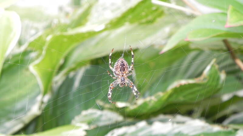 spider on web in garden