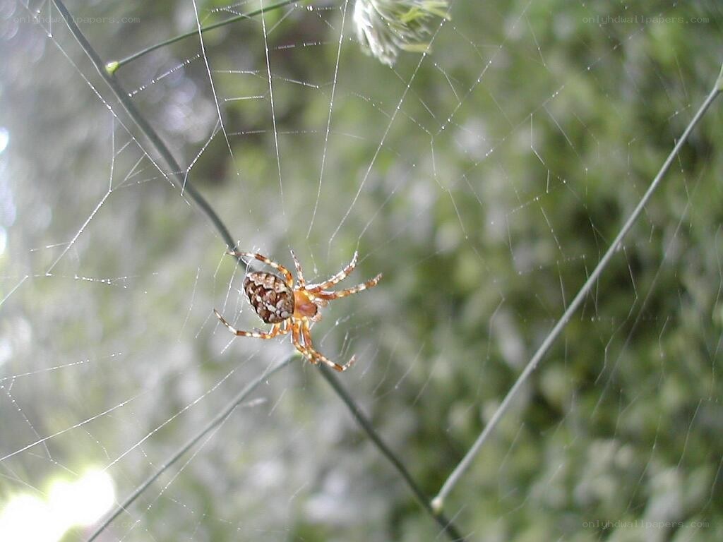 spider on web in garden