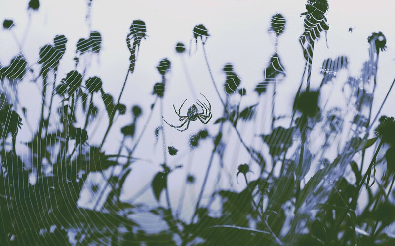 Spider on Web in Grass — Green