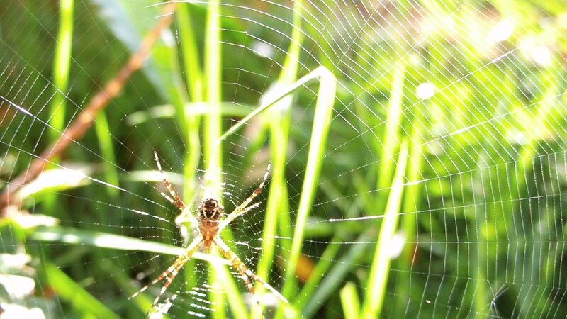 spider on web in grass