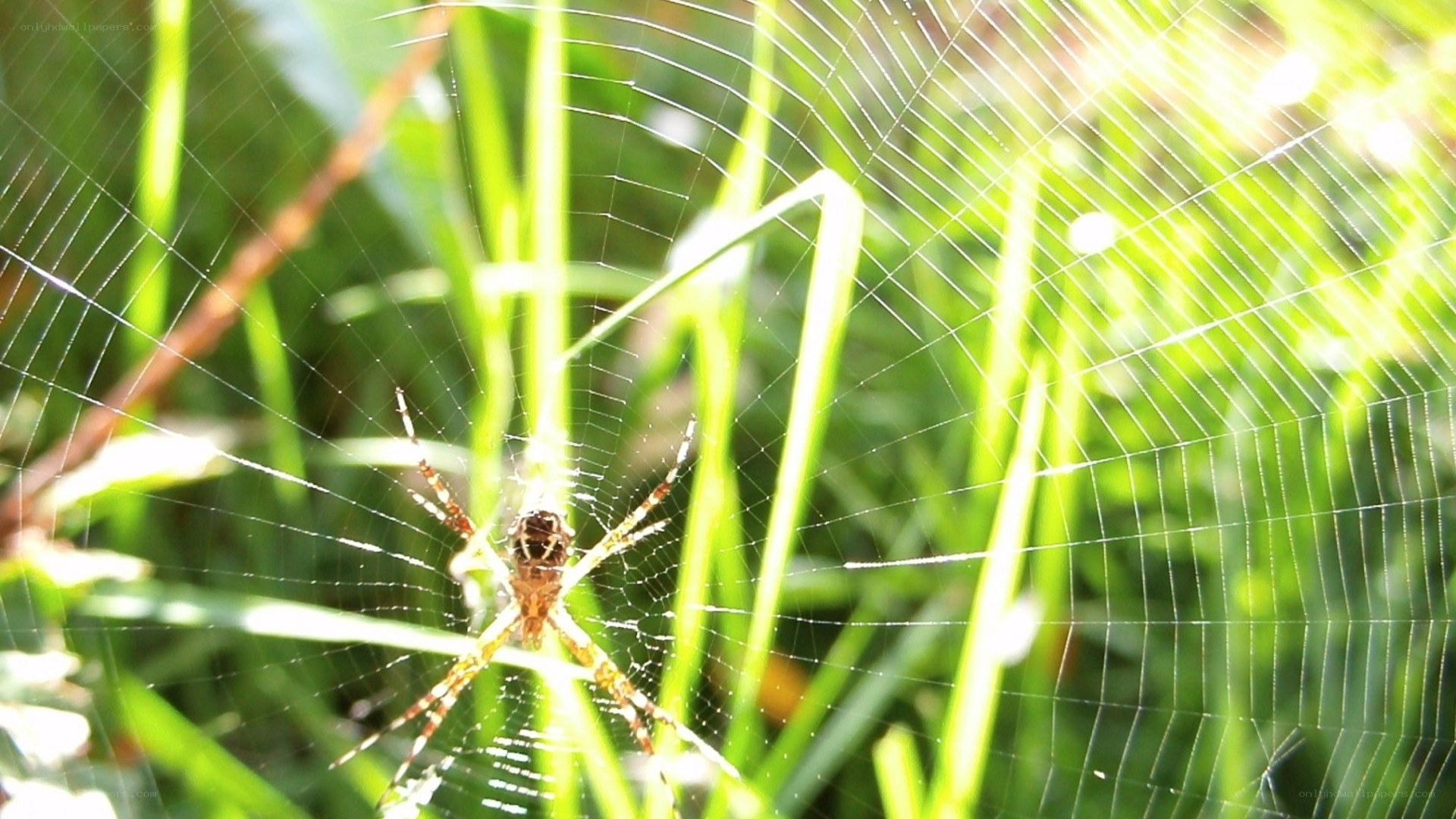 spider on web in grass