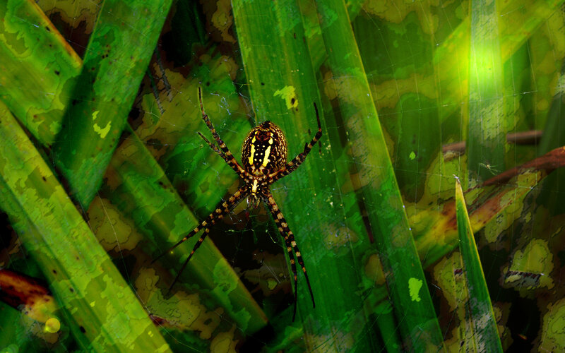 spider on web in green leaves