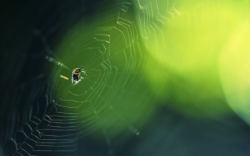 Spider on web in green light