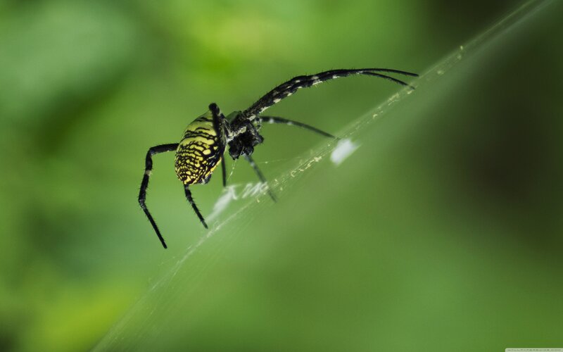 spider on web in green