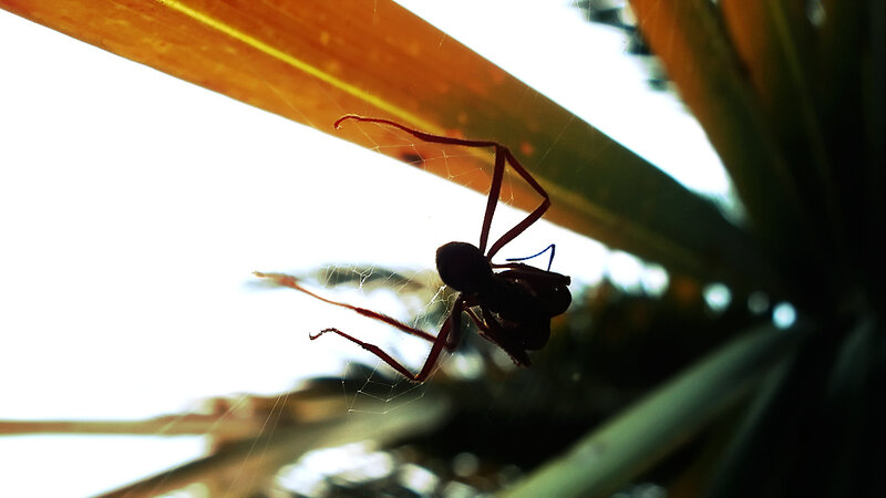 spider on web in sunlight