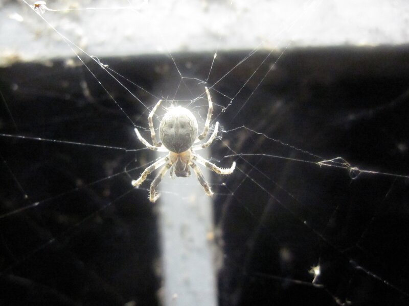 spider on web in sunlight
