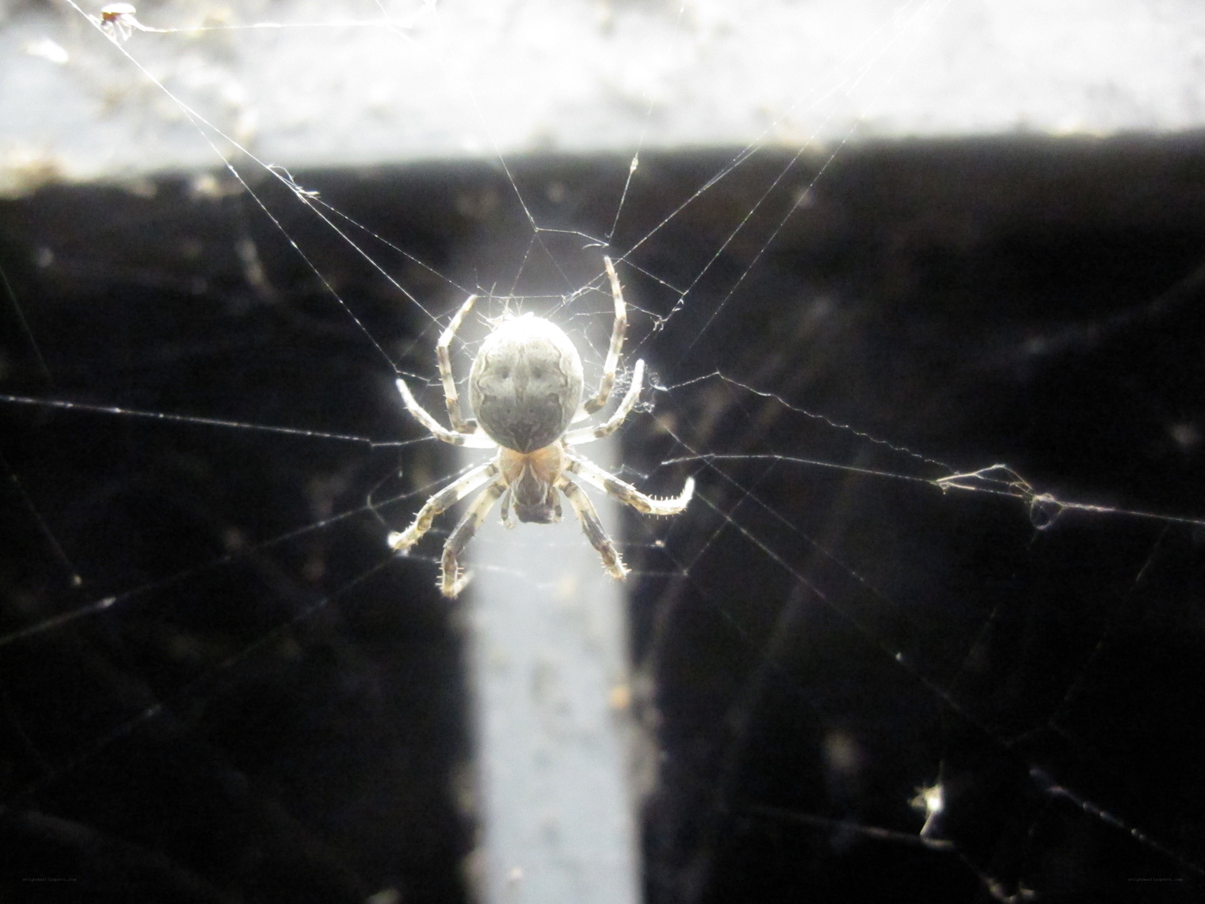 spider on web in sunlight