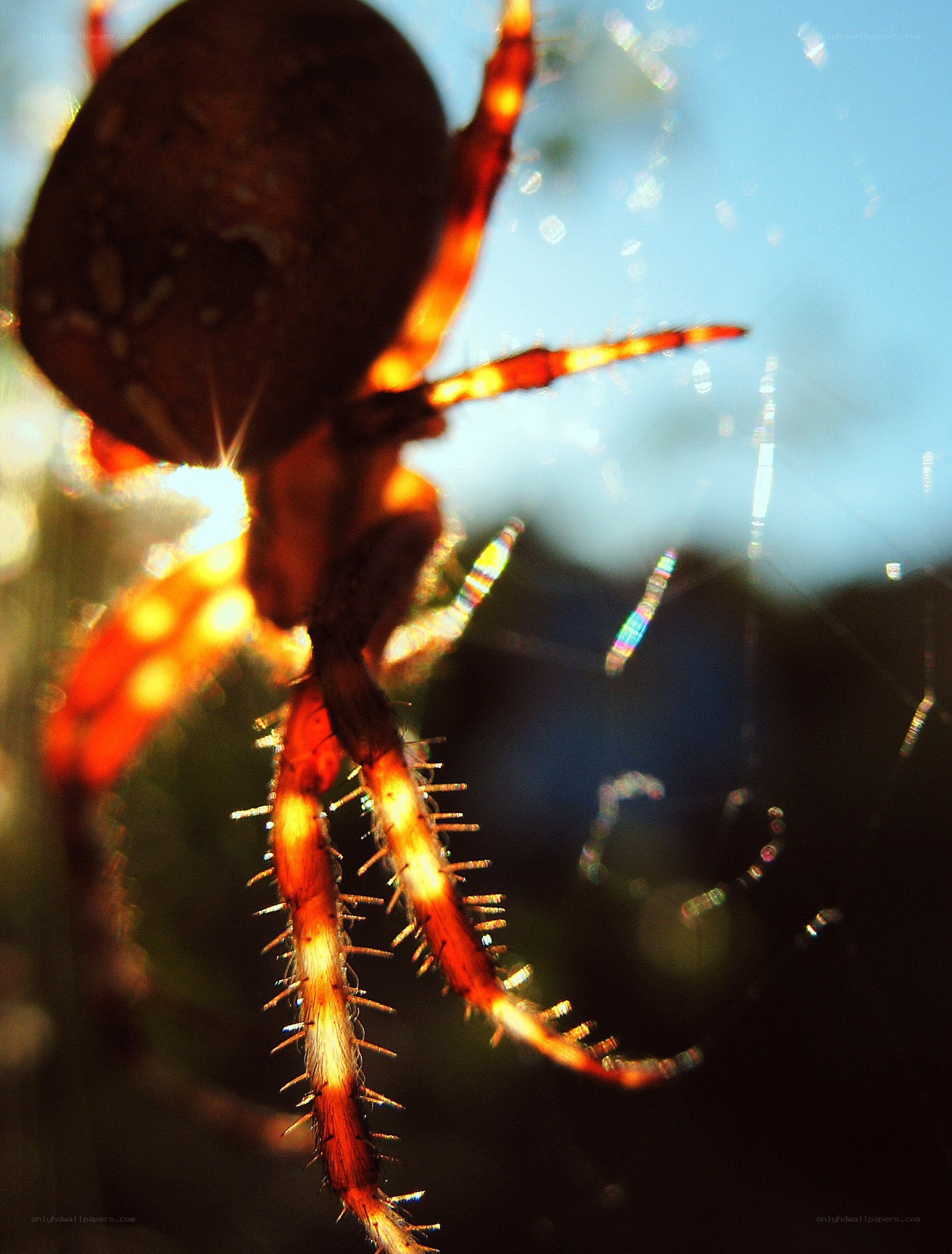 spider on web in sunlight