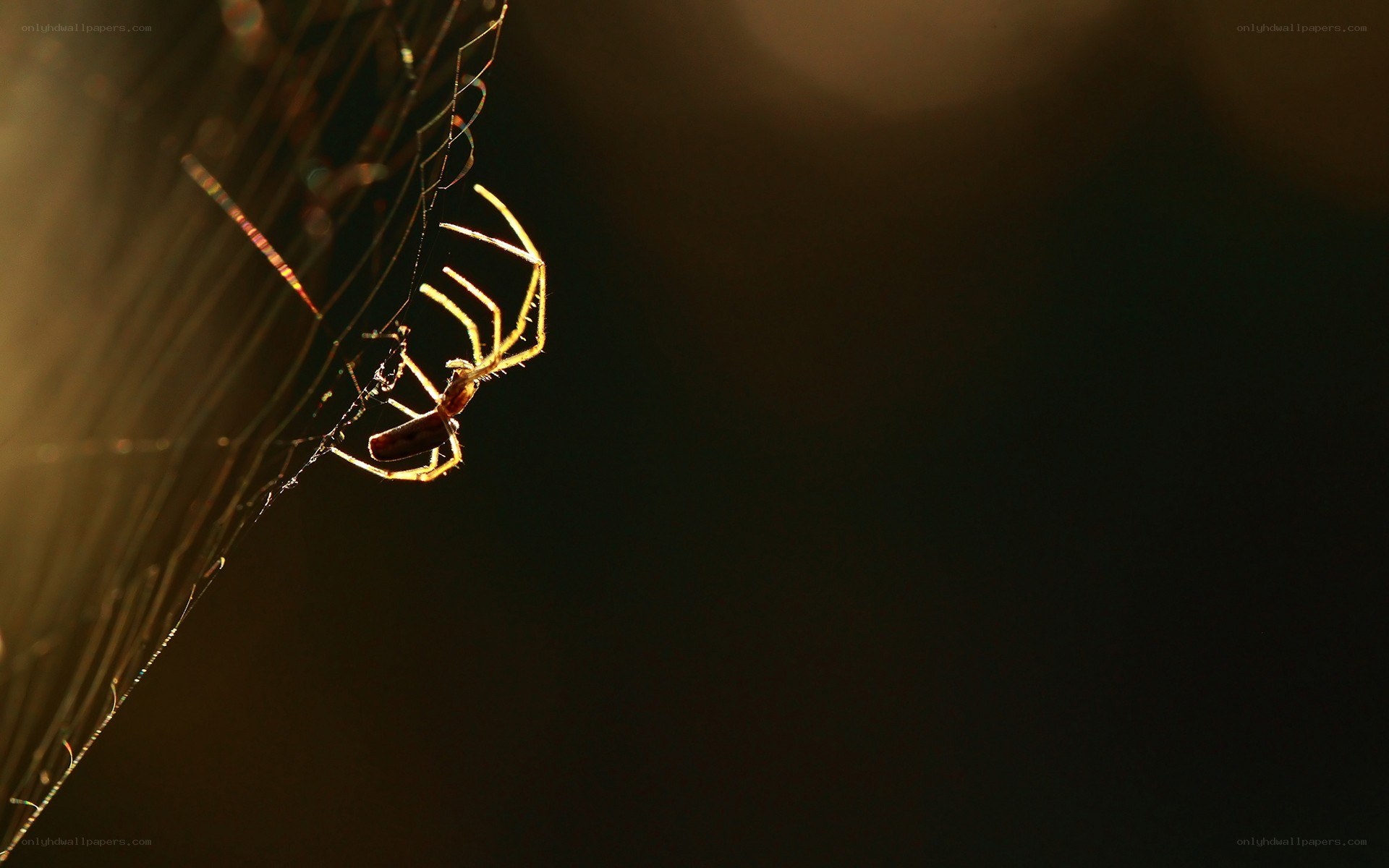 spider on web in sunlight