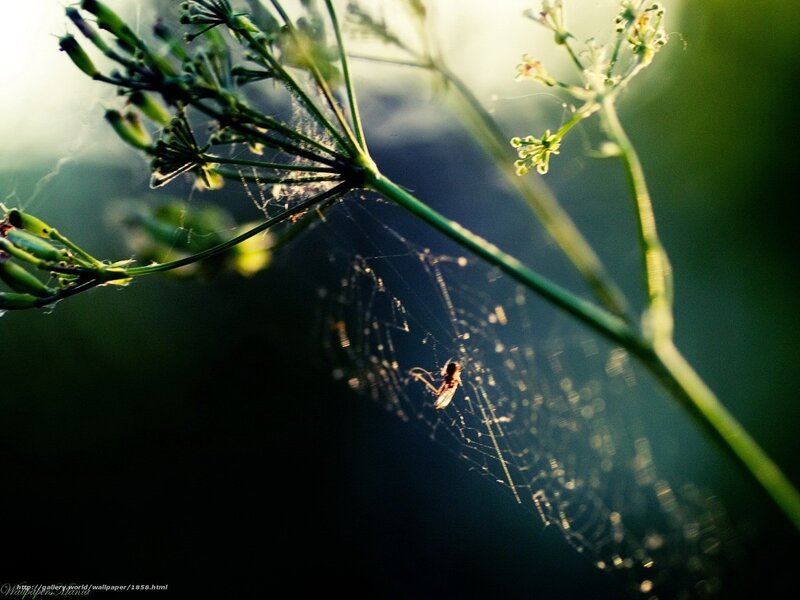Spider on web in sunlight