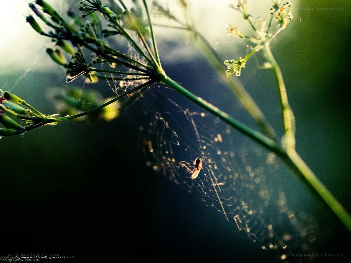 Spider on web in sunlight