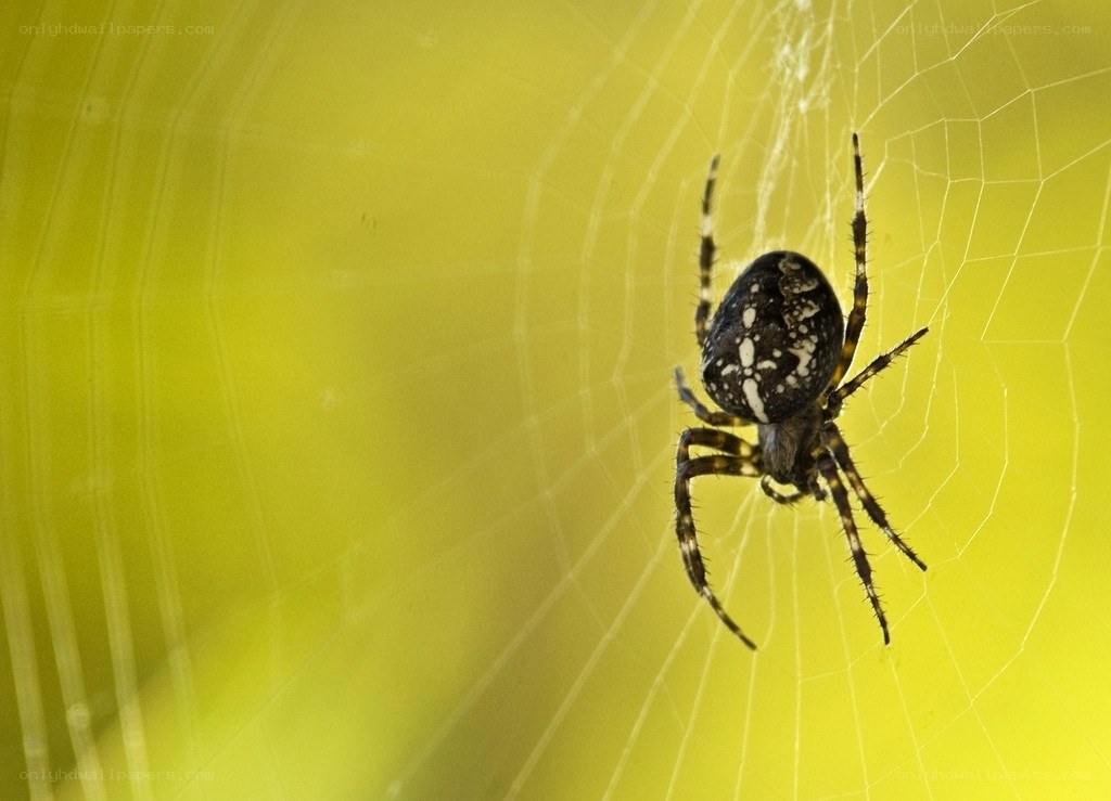 spider on web in yellow light