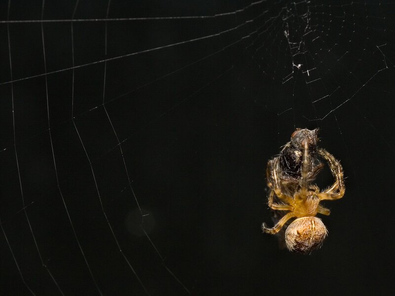 Spider on Web — Insect