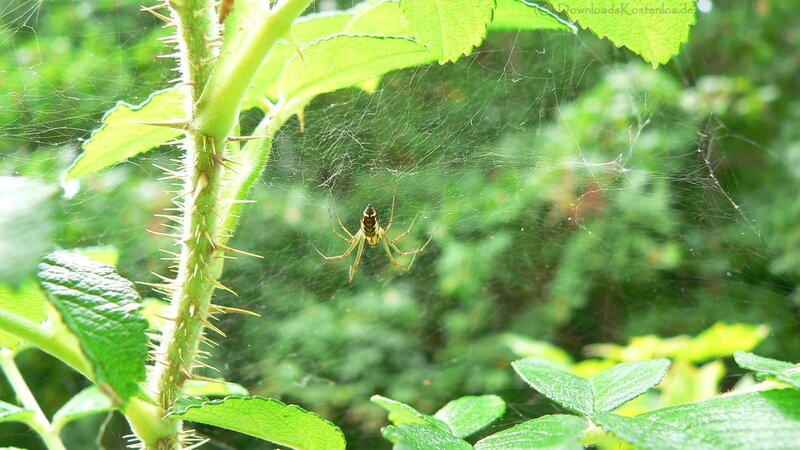 spider on web near thorny stem
