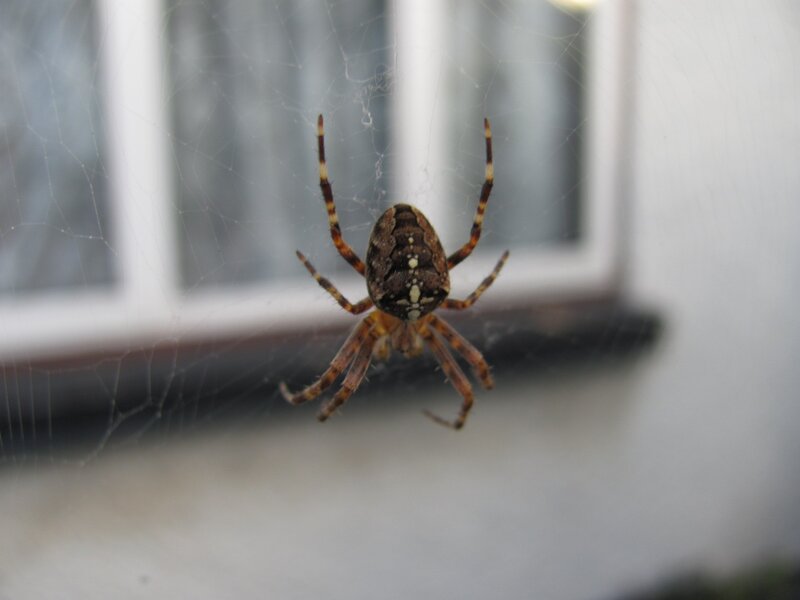 spider on web near window