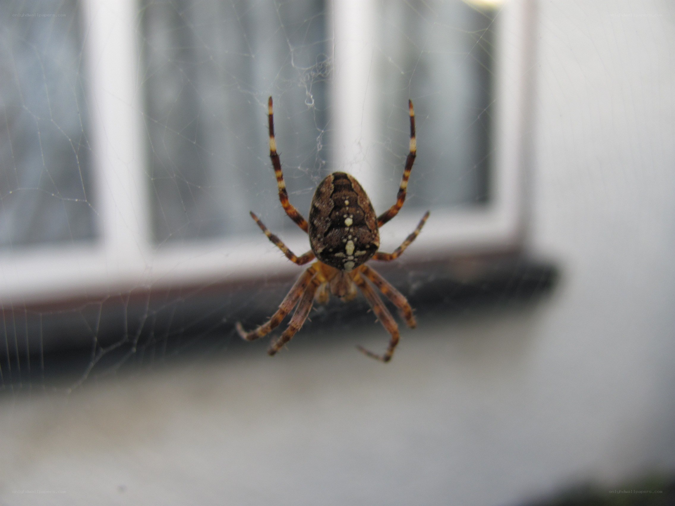 spider on web near window