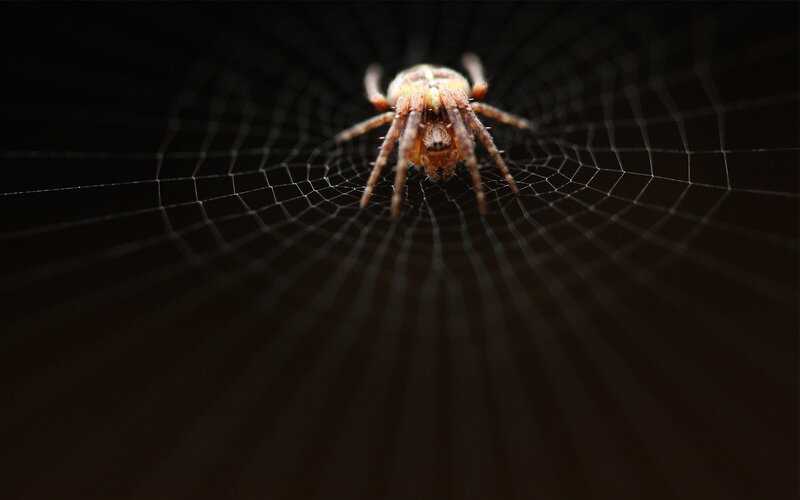 Spider on Web — Night