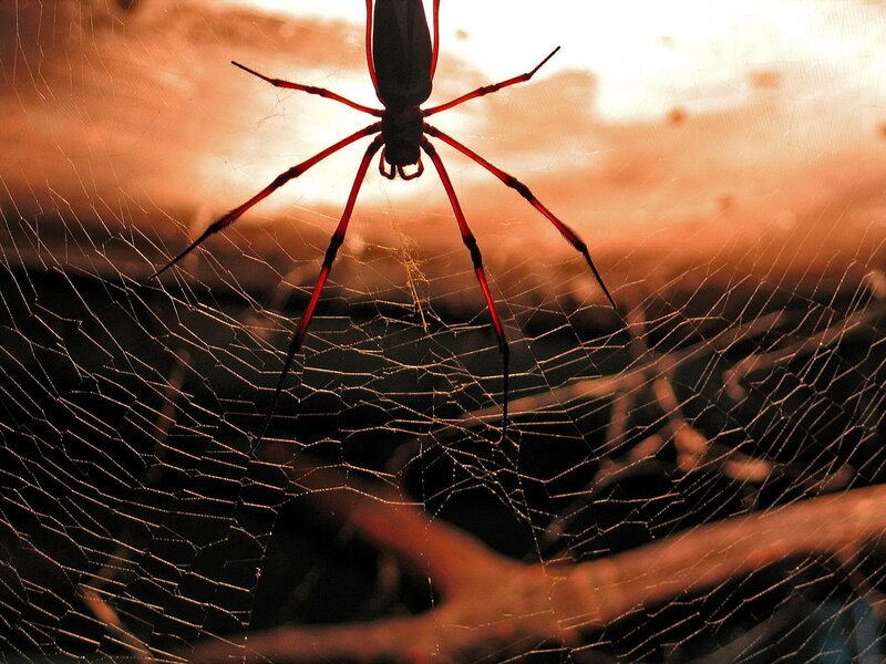 Spider on Web — Orange, Dramatic, Sunset