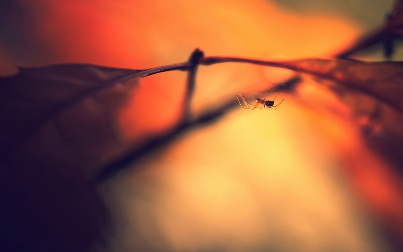 Spider on Web — Orange, Dramatic