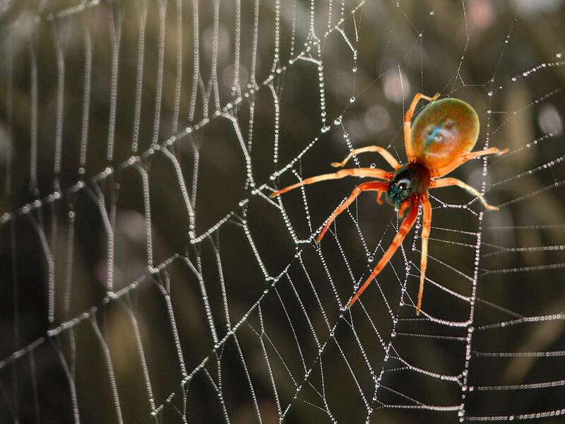 Spider on Web — Orange