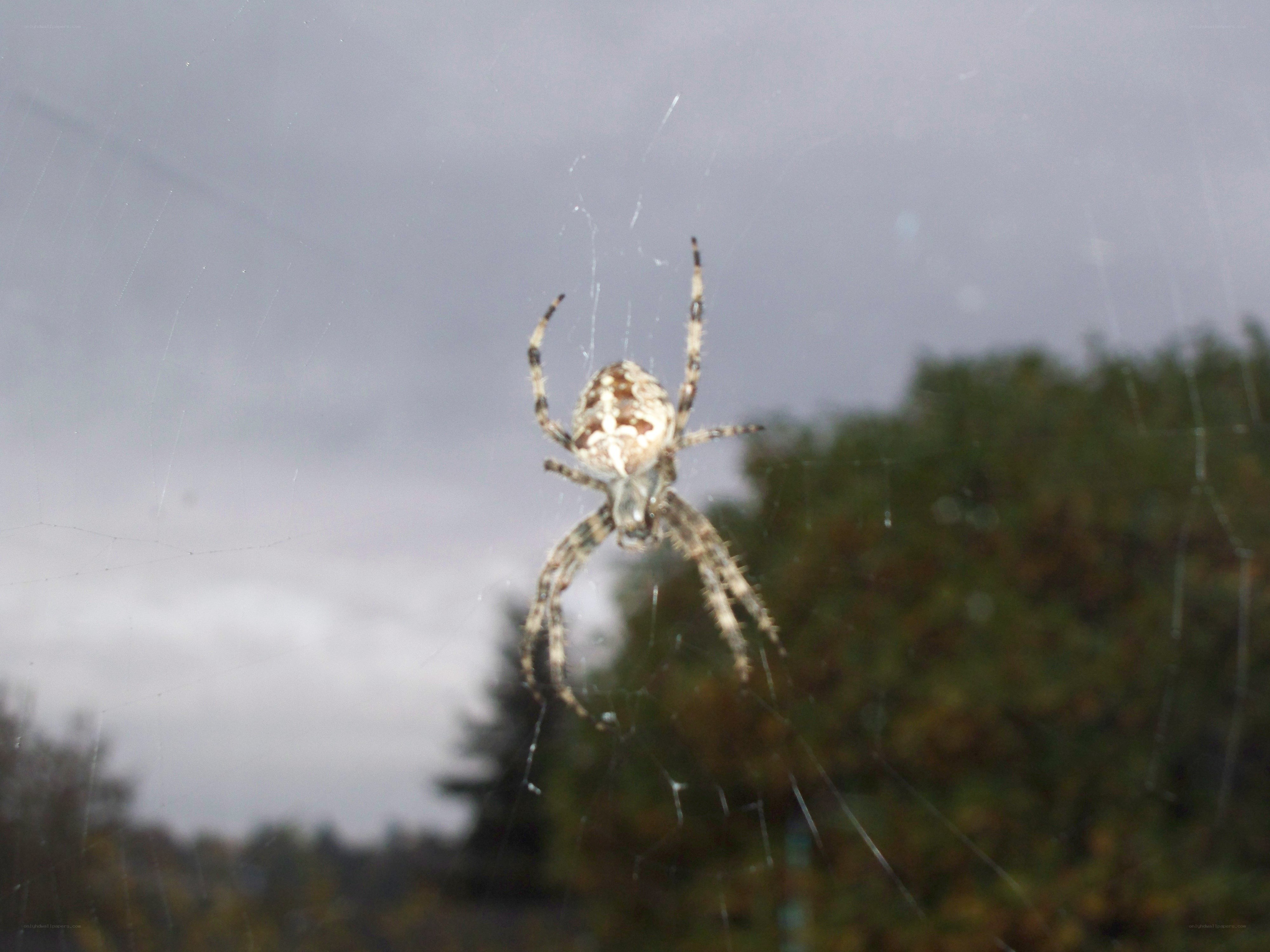spider on web outdoors