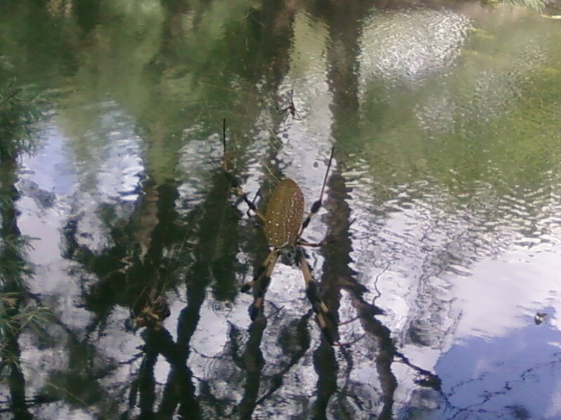 Spider on web over water