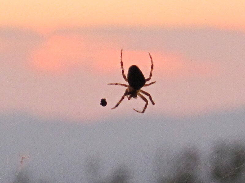 Spider on Web — Pink