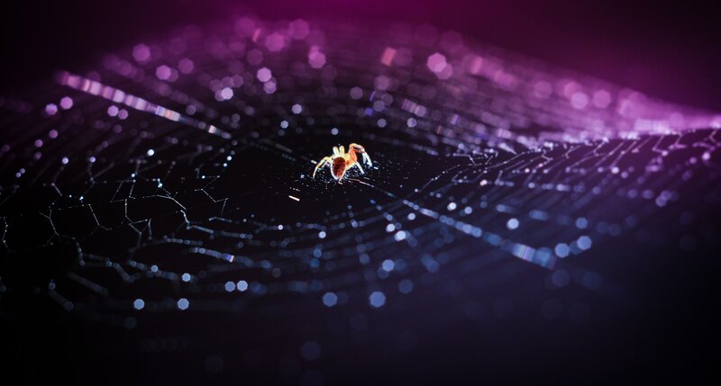 Spider on Web — Purple