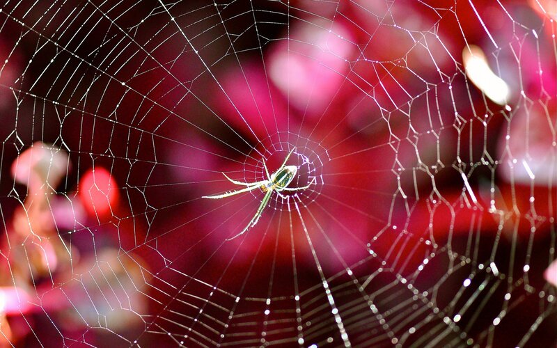 Spider on Web — Red