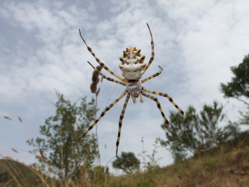 Spider on Web — White, Calm