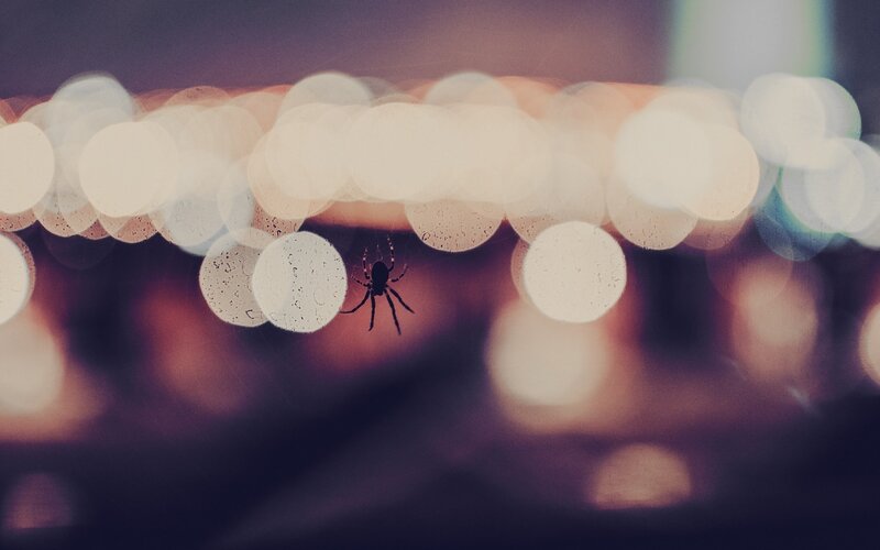 Spider on Web — White, Dark