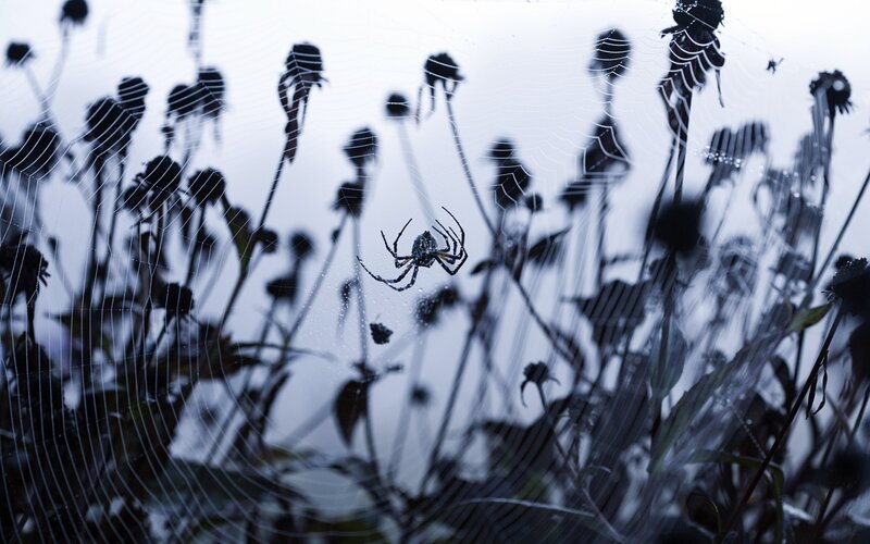 Spider on Web — White, Dramatic, Morning