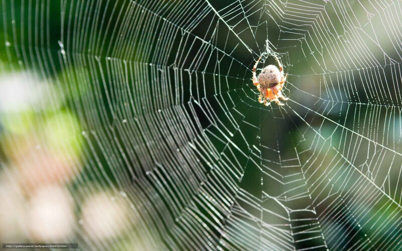 Spider on Web — White, Natural, Afternoon, Photograph