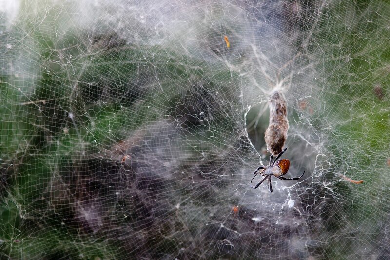 Spider on Web — White, Natural, Afternoon