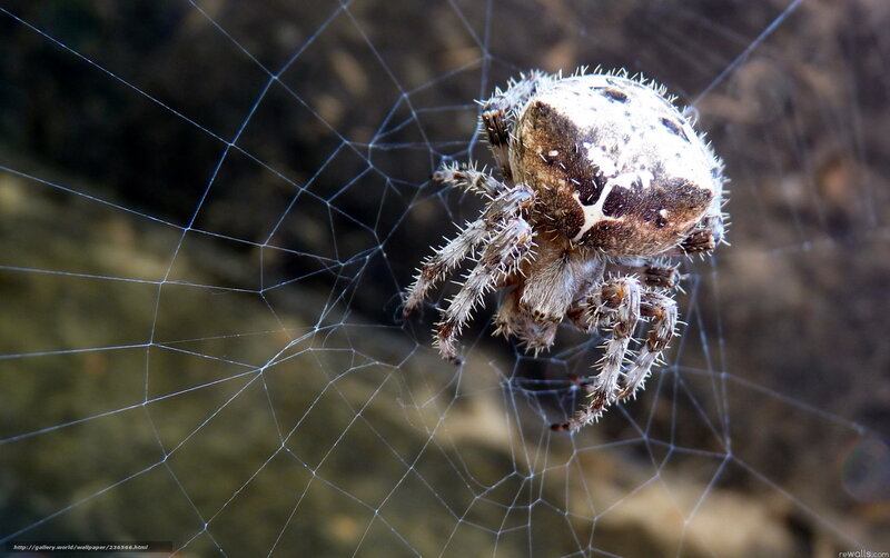 Spider on Web — White, Natural, Photograph
