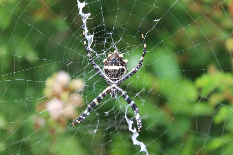 Spider on Web — White, Natural