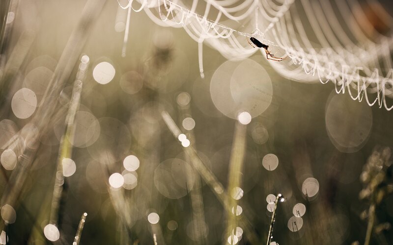 Spider on Web — White, Serene, Morning