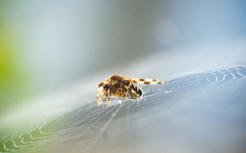 Spider on Web — White, Serene