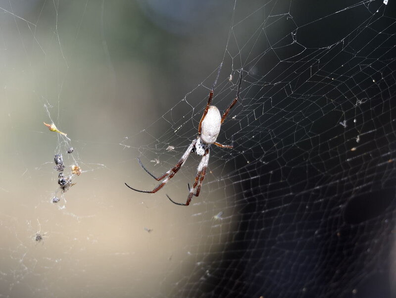 Spider on Web — White
