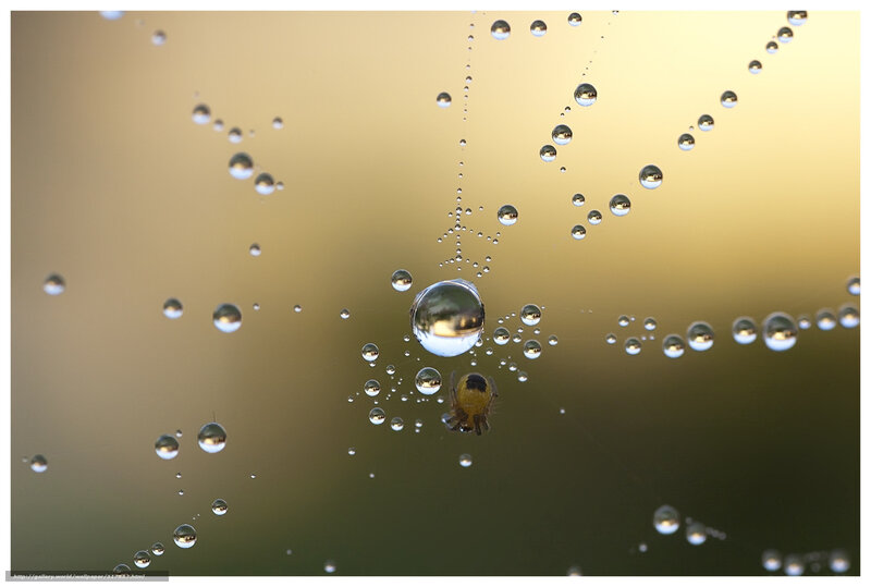 Spider on Web with Dew — Gold, Serene