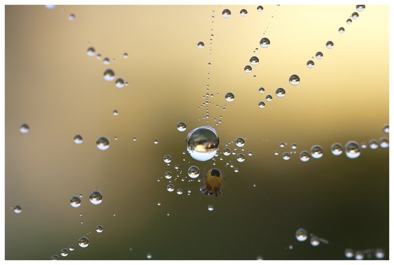 Spider on Web with Dew — Gold