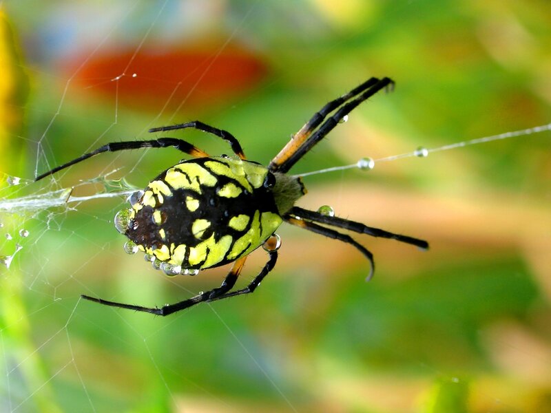 spider on web with dew