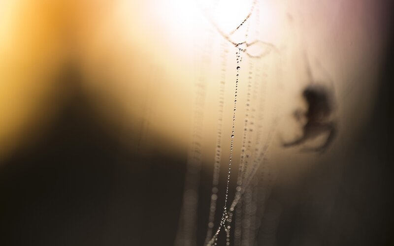 Spider on Web with Dew — Yellow