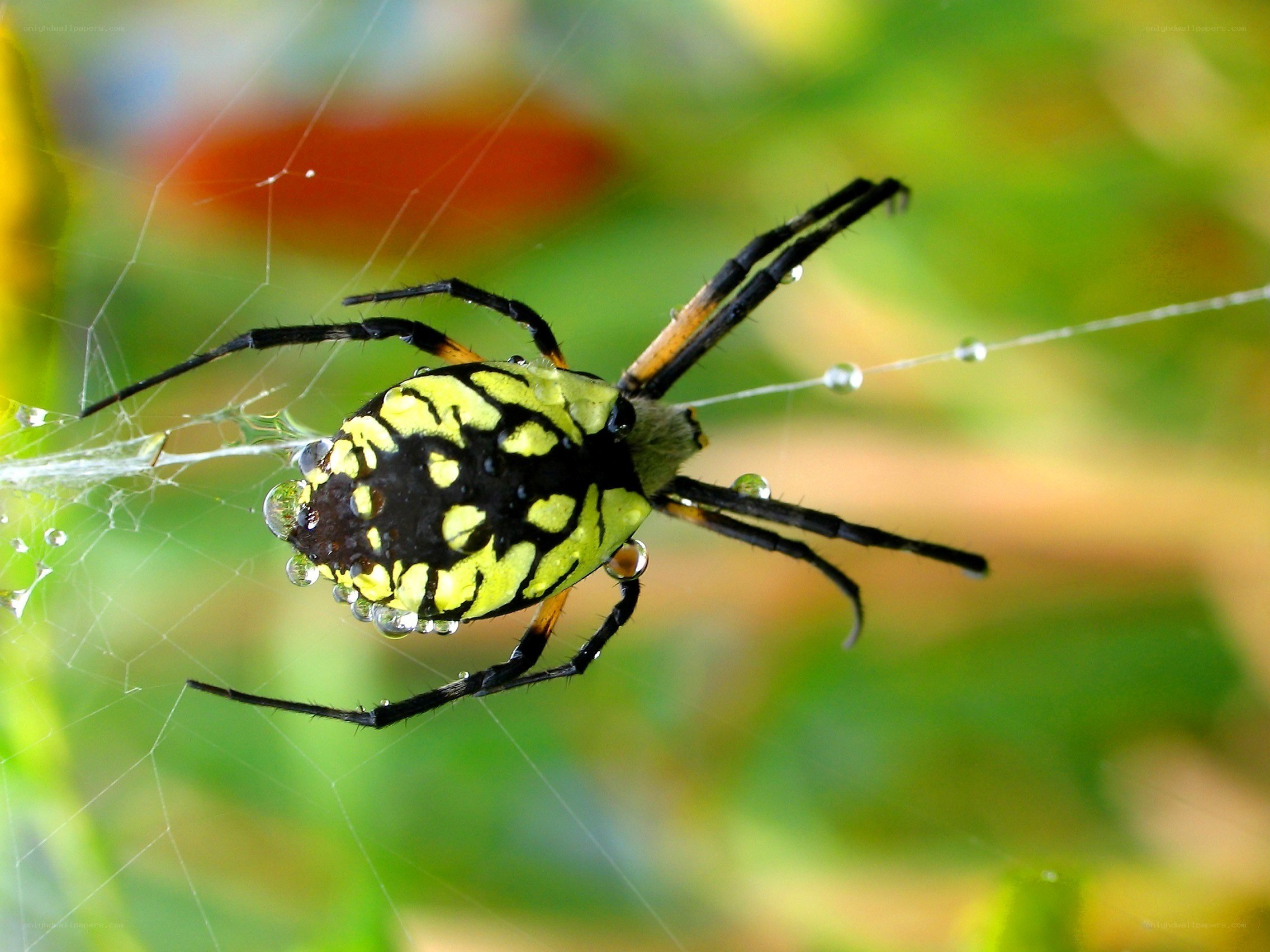 spider on web with dew