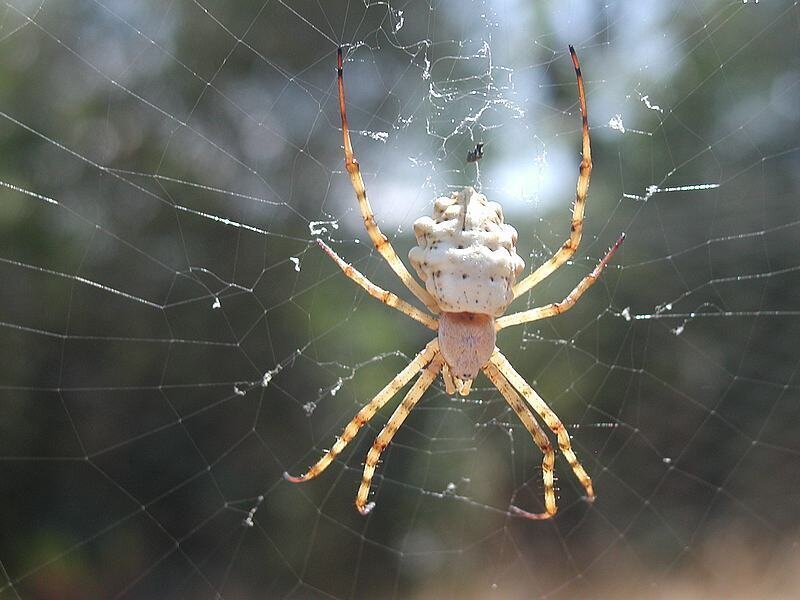 spider on web with egg sac