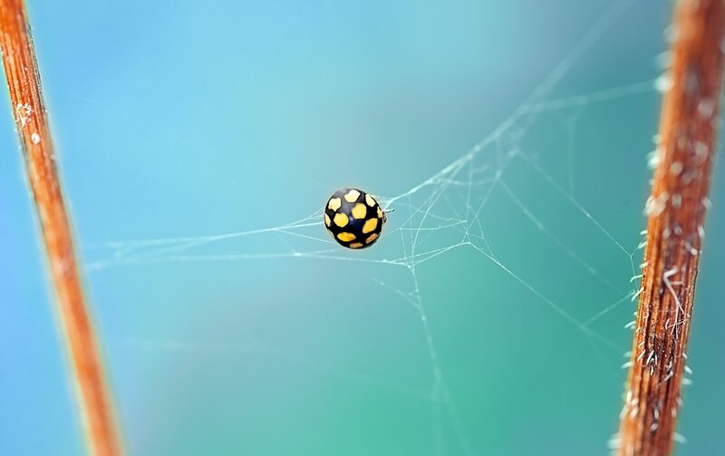spider on web with ladybug