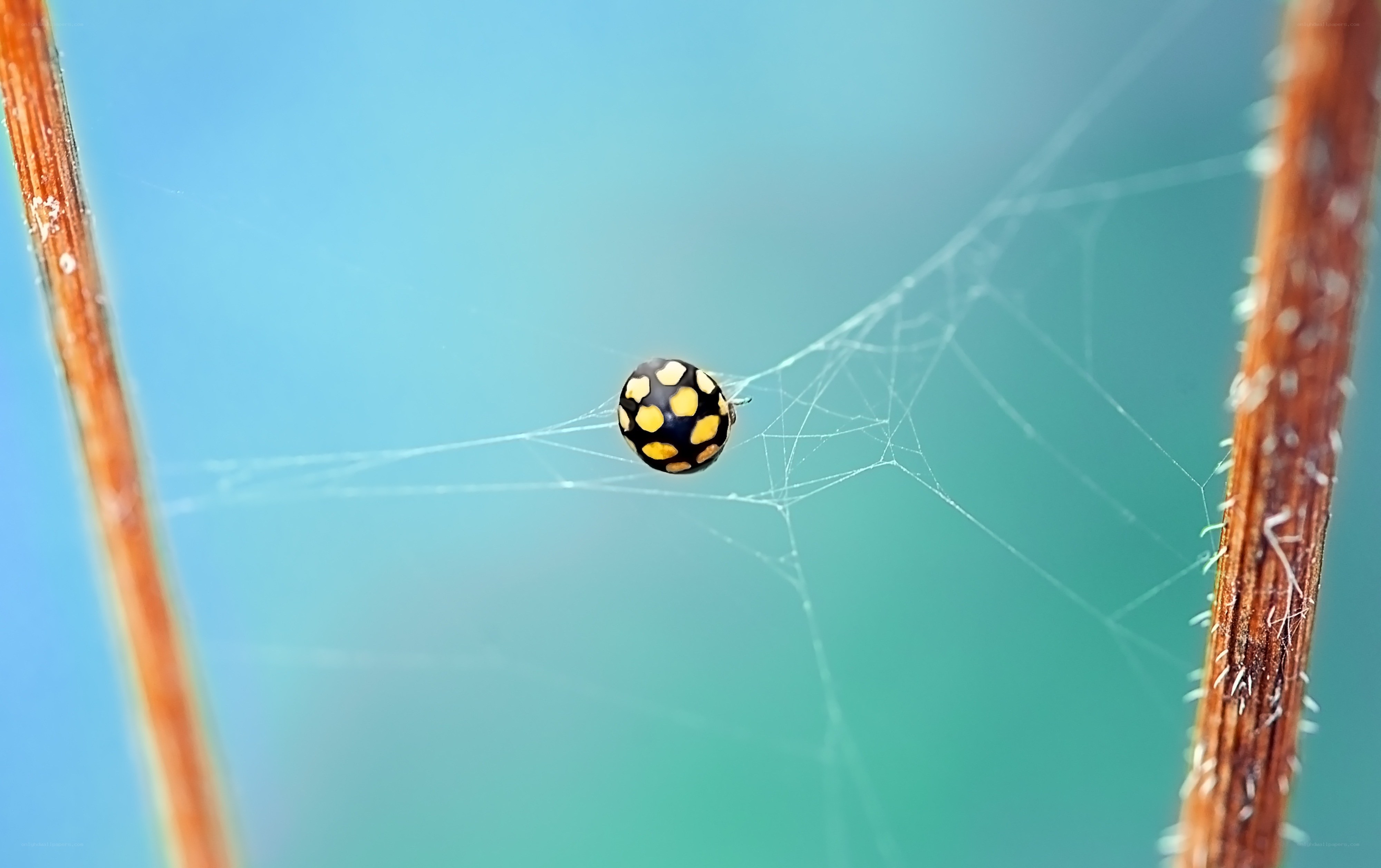 spider on web with ladybug